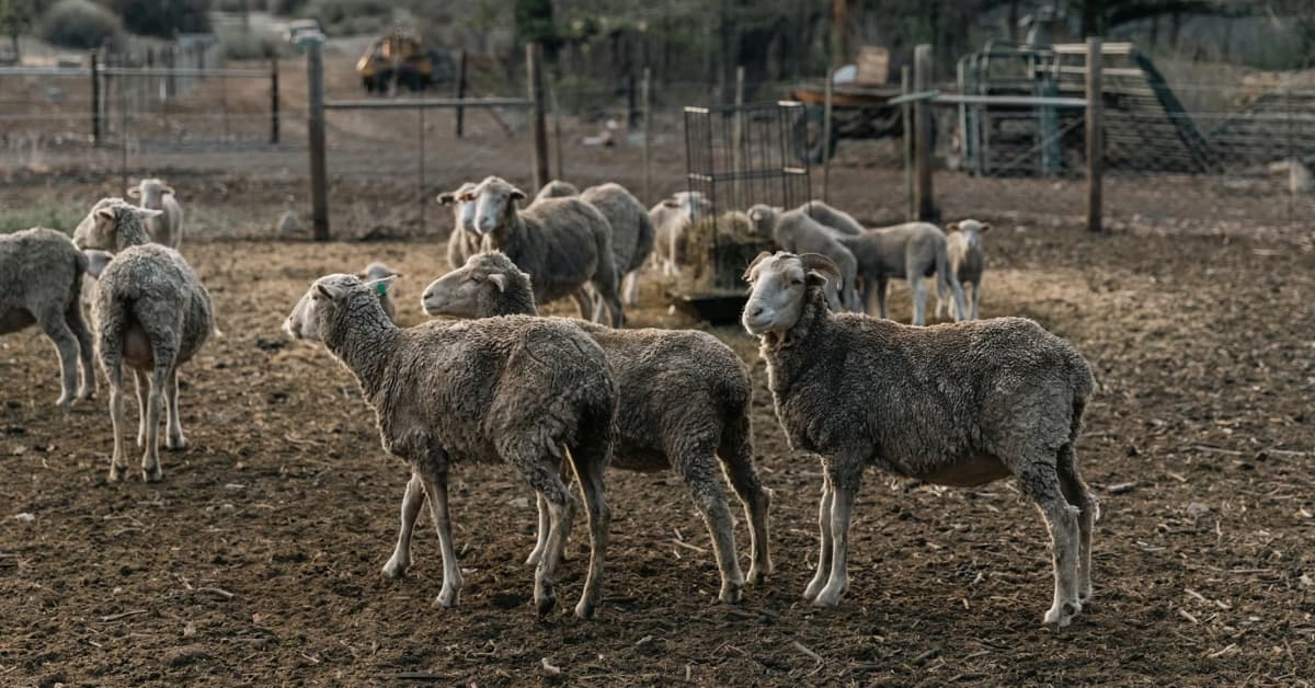 Güney Afrika'da bulunan hafif baş hayvanlar